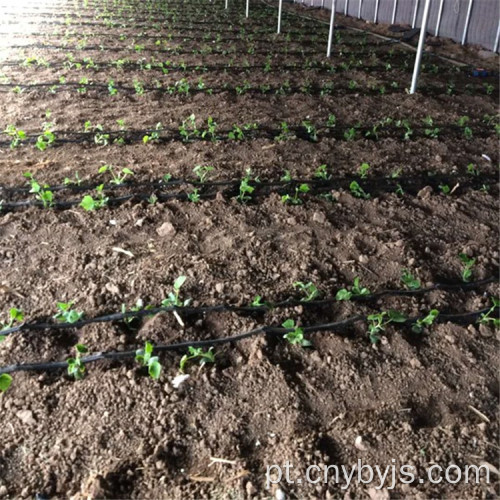 Zona de irrigação por gotejamento com estufa de vegetais